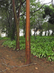 Calycophyllum spruceanum