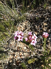 Sonderothamnus speciosus