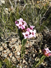 Sonderothamnus speciosus