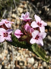 Sonderothamnus speciosus