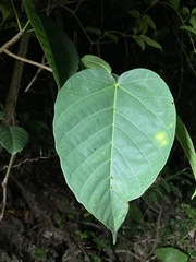 Sterculia ceramica