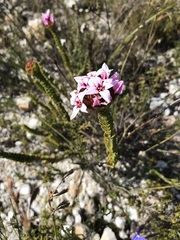Sonderothamnus speciosus
