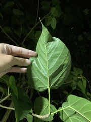 Sterculia ceramica
