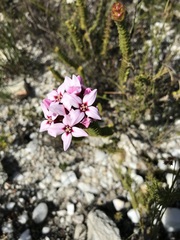 Sonderothamnus speciosus
