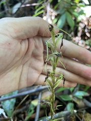 Cryptostylis arachnites