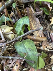 Cryptostylis arachnites