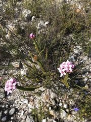 Sonderothamnus speciosus