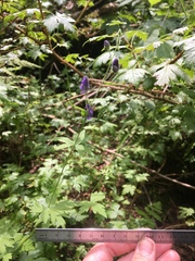 Aconitum noveboracense