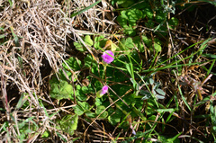 Oxalis zeekoevleyensis