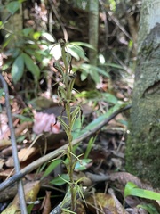 Cryptostylis arachnites