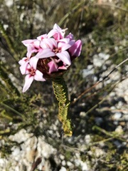 Sonderothamnus speciosus