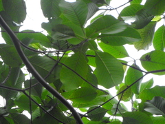 Calycophyllum spruceanum