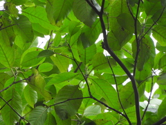 Calycophyllum spruceanum