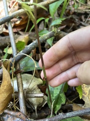 Cryptostylis arachnites