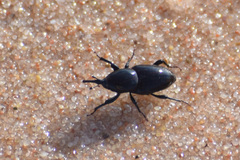 Sphenophorus zeae