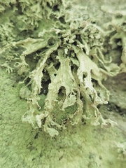 Ramalina labiosorediata