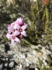 Sonderothamnus speciosus