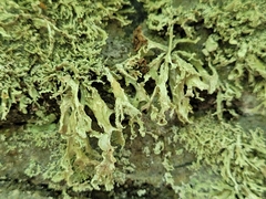 Ramalina labiosorediata