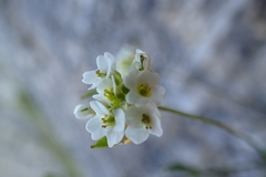 Draba glabella