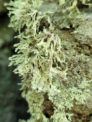 Ramalina labiosorediata