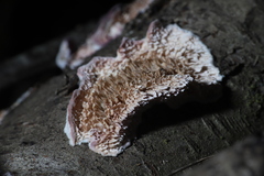 Leptoporus mollis