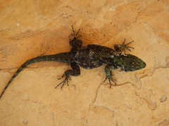Sceloporus taeniocnemis