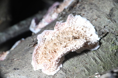 Leptoporus mollis
