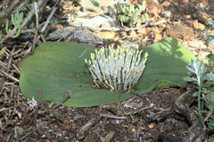 Massonia pustulata