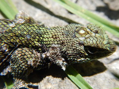 Sceloporus taeniocnemis