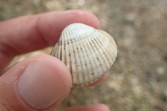 Cerastoderma glaucum