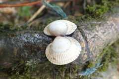 Cerastoderma glaucum