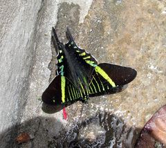 Urania fulgens