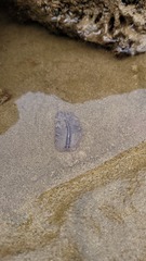 Phrikoceros mopsus