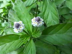 Lippia strigulosa