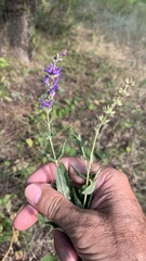 Salvia dumetorum