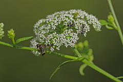 Parancistrocerus pedestris