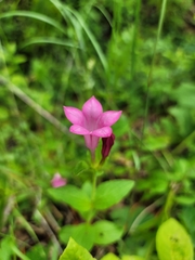 Spigelia scabrella