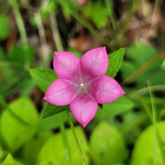 Spigelia scabrella