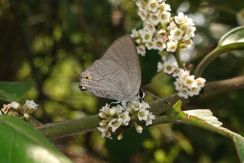 Sinthusa nasaka (Horsfield, 1829)