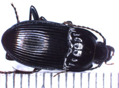 Abax ovalis