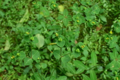 Euphorbia pekinensis