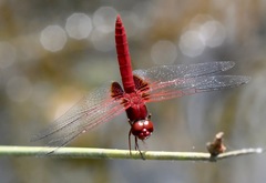 Urothemis signata insignata