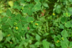 Euphorbia pekinensis