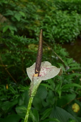Amorphophallus kiusianus
