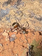 Polyrhachis bihamata