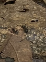 Polyrhachis bihamata