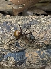 Polyrhachis bihamata