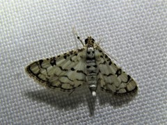 Hileithia rehamalis