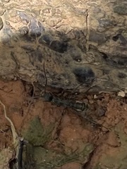 Polyrhachis bihamata