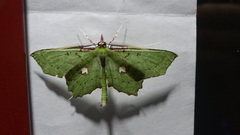 Mecoceratini